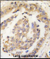Olfm1 Antibody (N-term)